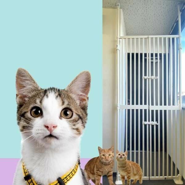 猫 脱走防止ペットゲート 玄関 網戸 窓 ベランダに幅85～92.5cm 高さ