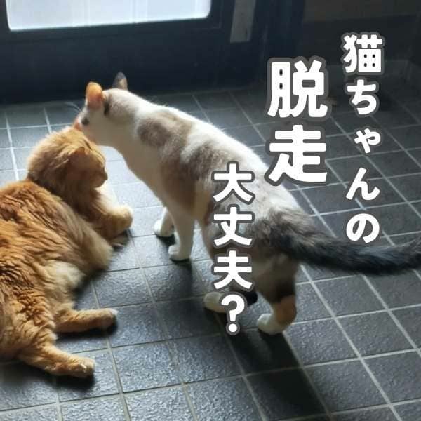 猫 脱走防止ペットゲート(玄関・網戸・窓・ベランダ・扉・ドア・引き戸・キッチン、リビング）猫のジャンプ力を考慮した高さハイタイプ190cm！突っ張り式で賃貸OK！縦型フェンスガード柵ホワイト。 幅約85～92.5cm、高さ 約190cm～250cmに設置可。両開き、オープン機能、飛び出し防止に上下Wロック 1000-21-52