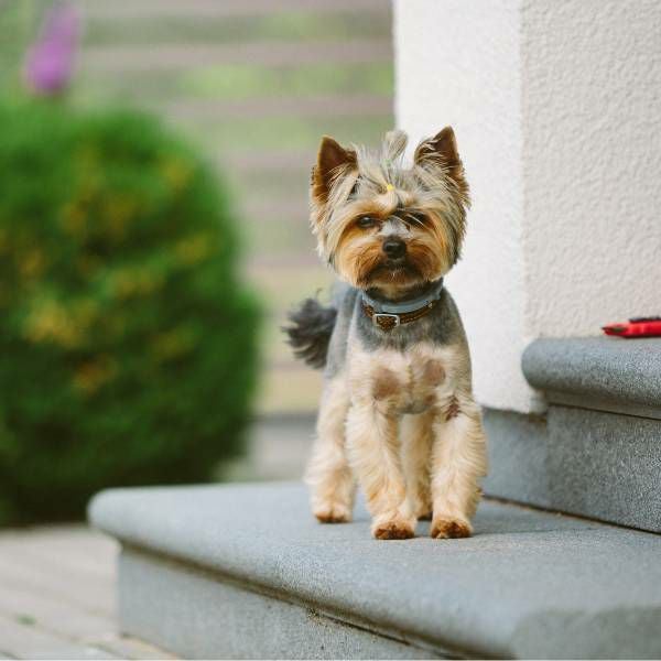 【犬抱っこ服】カンガルーポケット服(犬が入れる)大人上品ワンピース【P-KURARU】ベージュ 小型犬(約3.5kgまで)トイプードル チワワ ポメラニアン マルチーズ ヨークシャテリア MIX犬等 1000-62-02